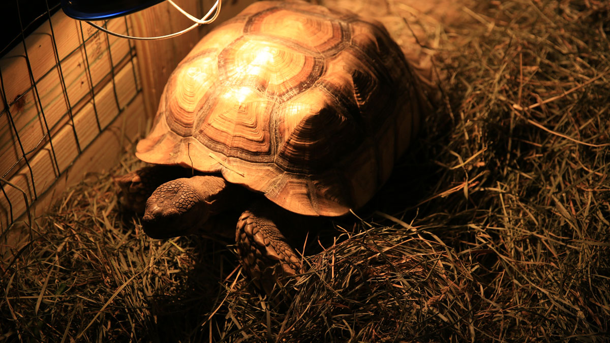 sulcata tortoise