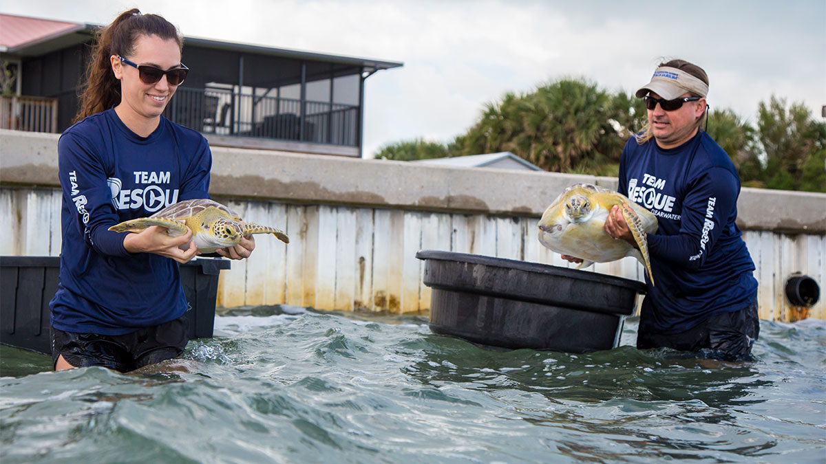 two sea turtles released