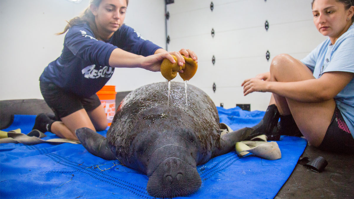 Rescue team member with manatee