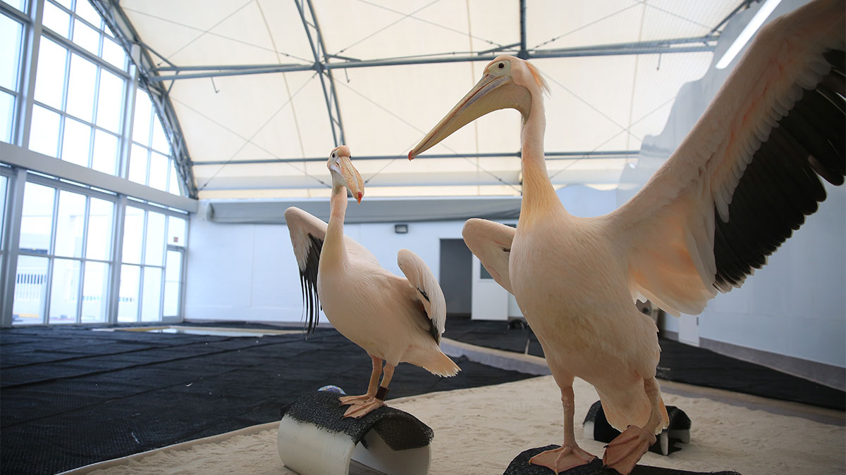 Skylar and Ricky, pelicans