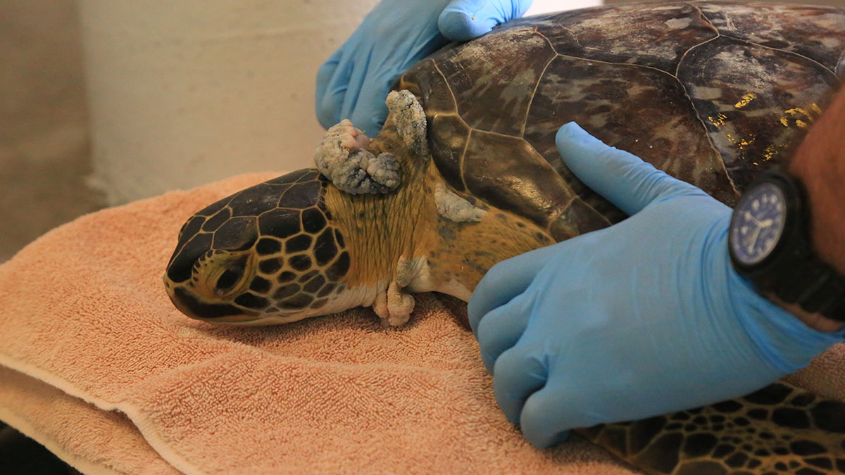 Equinox sea turtle patient