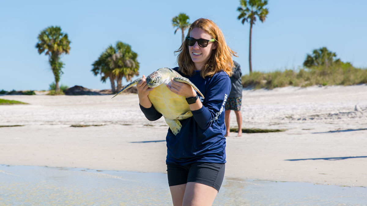 Green sea turtle release