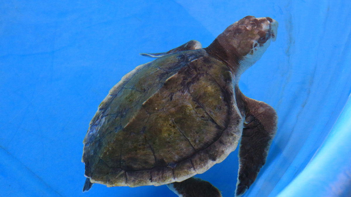 Juliana, Kemp's ridley sea turtle