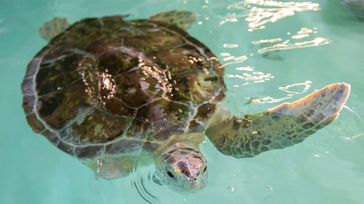 Juliet green sea turtle