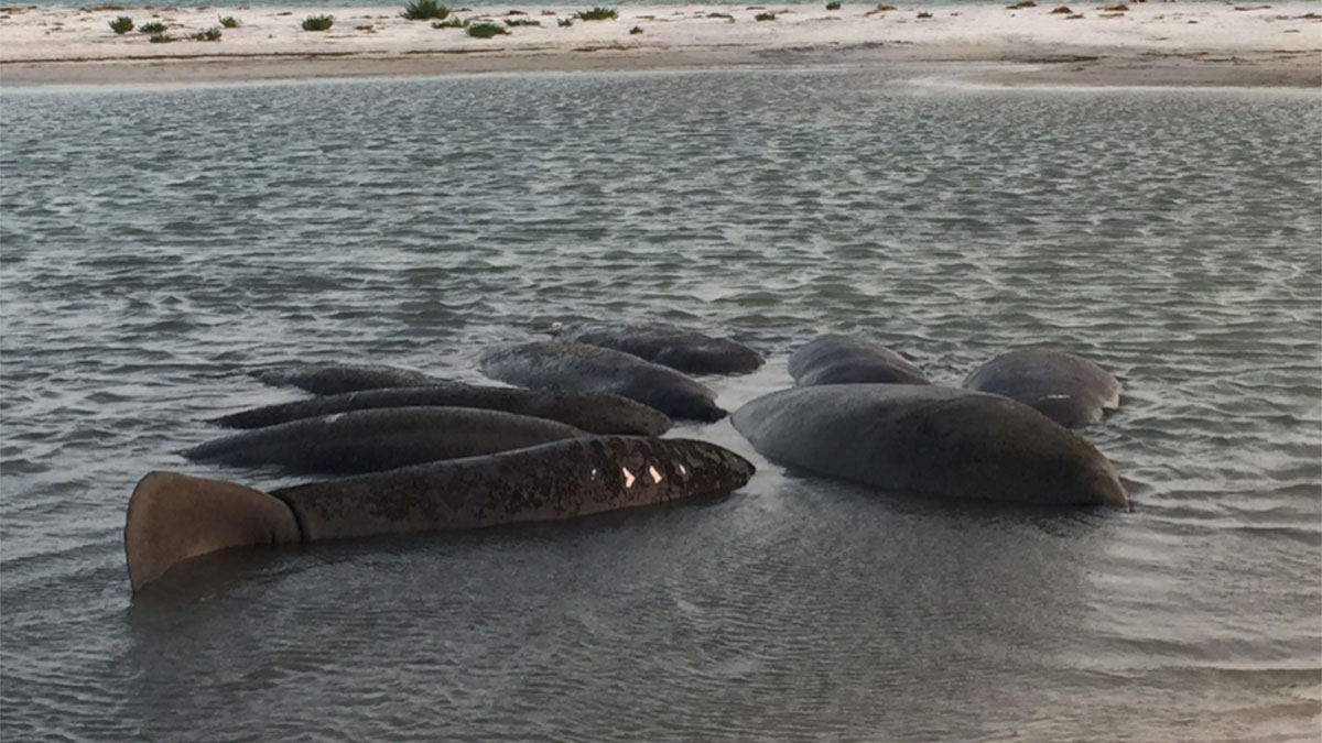 manatee herd