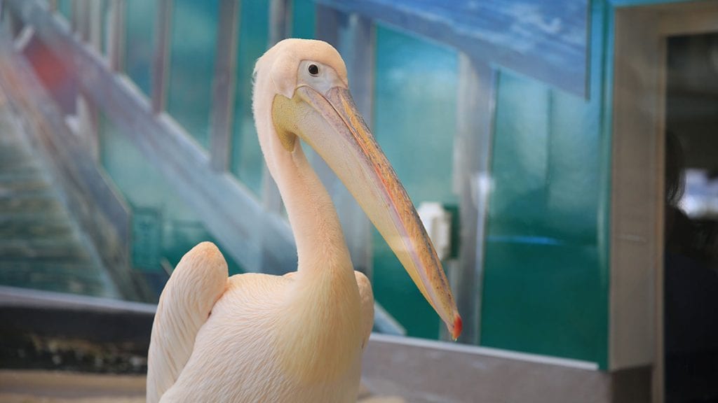 The Inspiring Stories Behind the New Pelican Names Clearwater Marine
