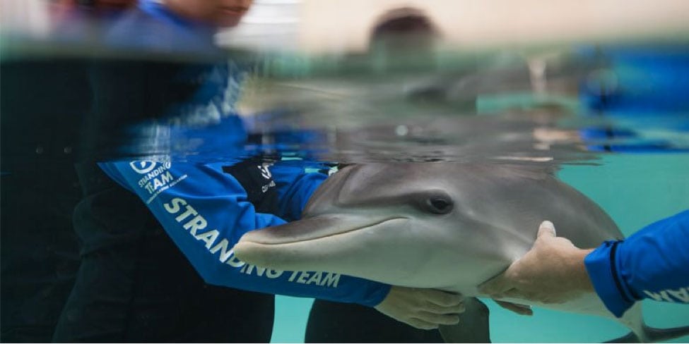 rescue dolphin