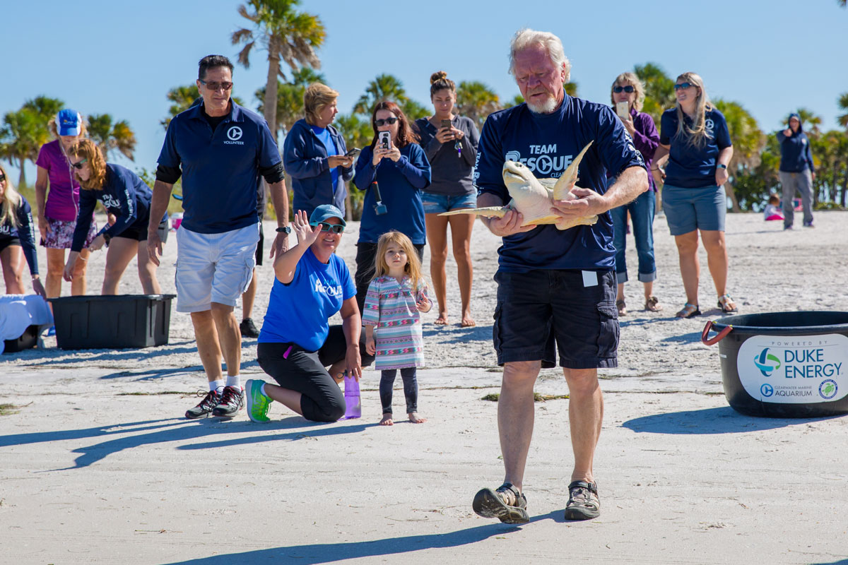 sea turtle release