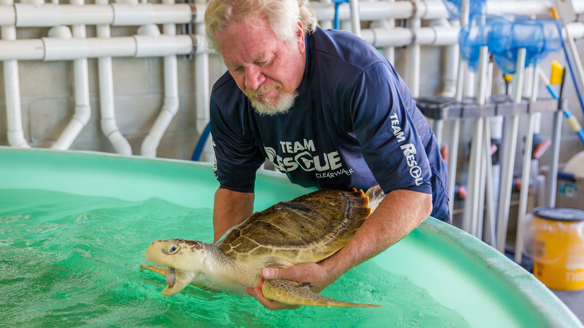 Marigold Kemp's ridley sea turtle being pulled form rehab pool for release