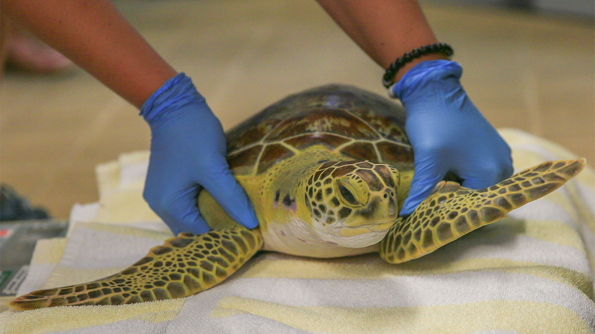 Zodiac sea turtle