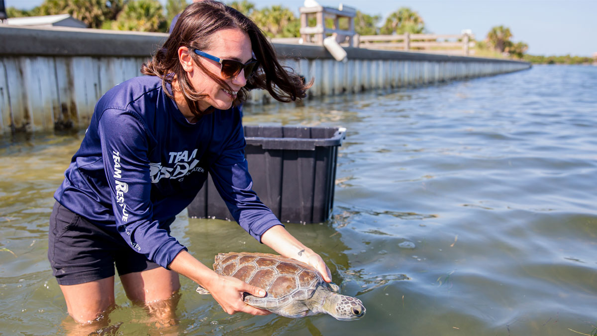 Mike sea turtle