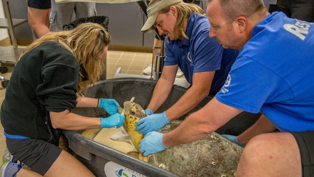 Loggerhead rehab exam