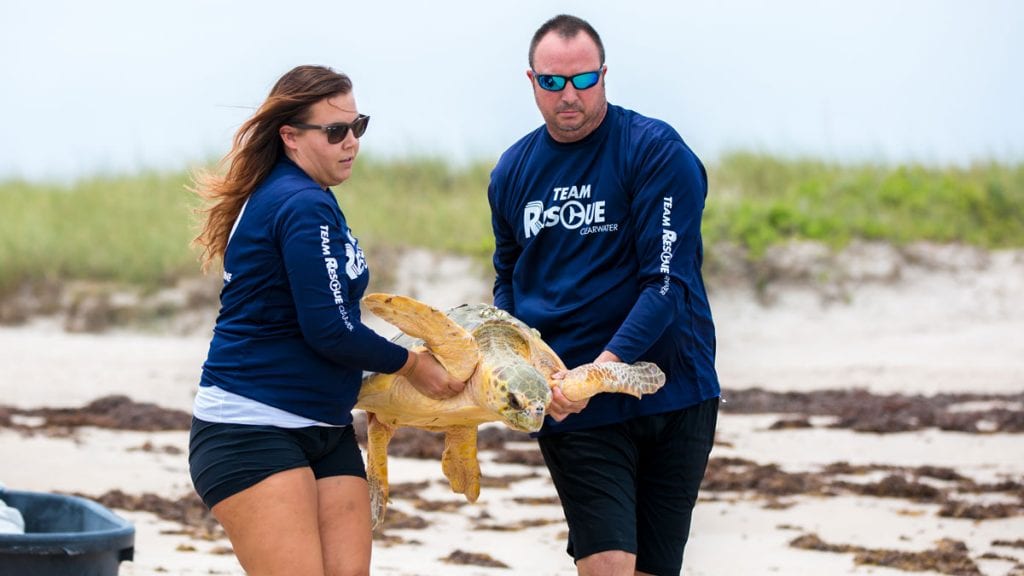 Ricotta loggerhead release