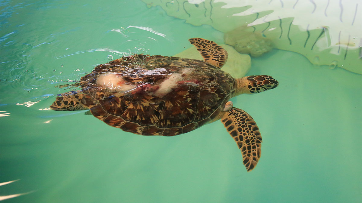 Kraft sea turtle swimming