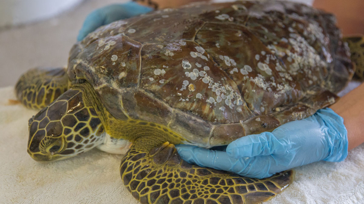 Swiss sea turtle