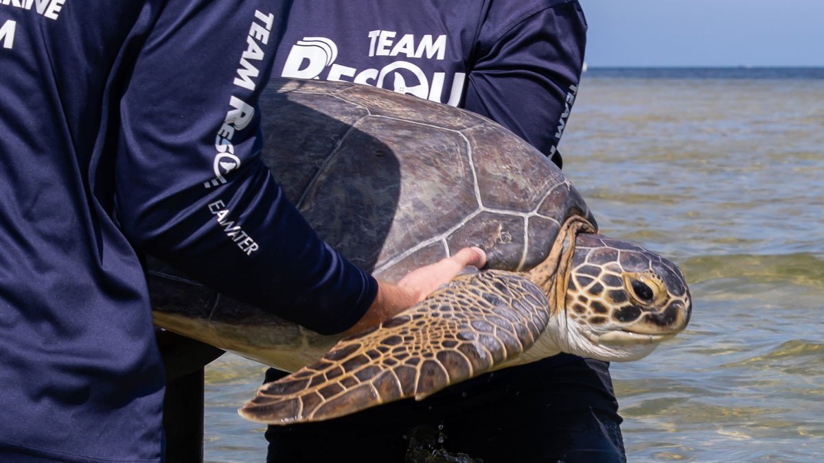 Quinn, sea turtle release