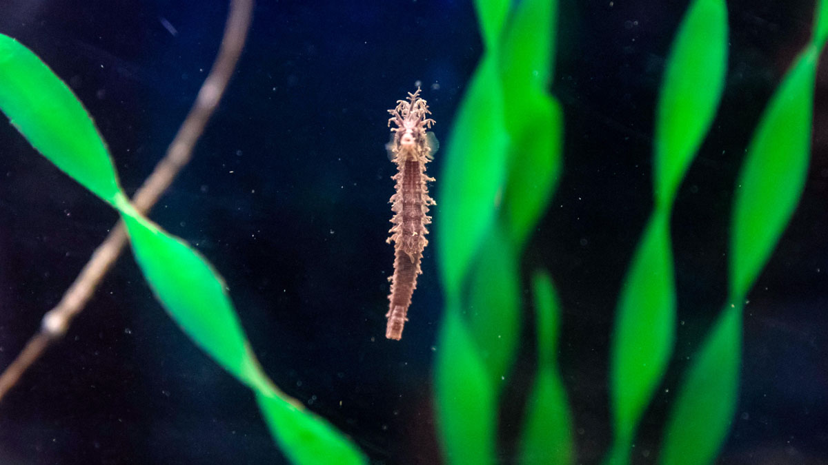 Frito the seahorse