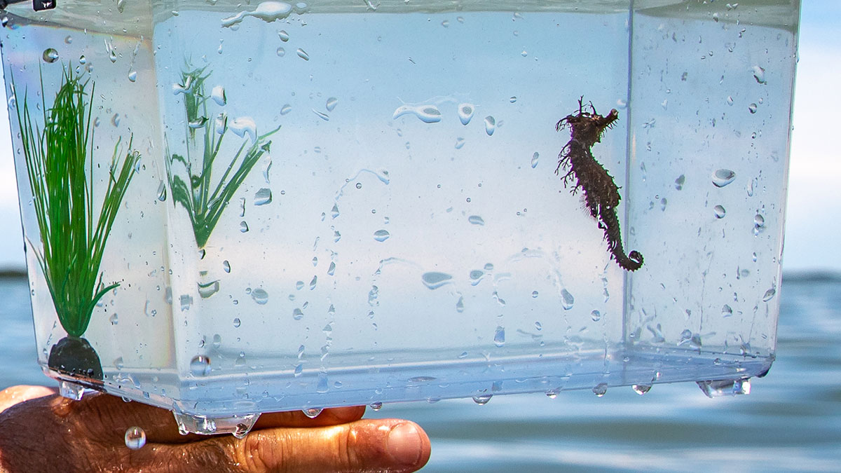 Frito seahorse release