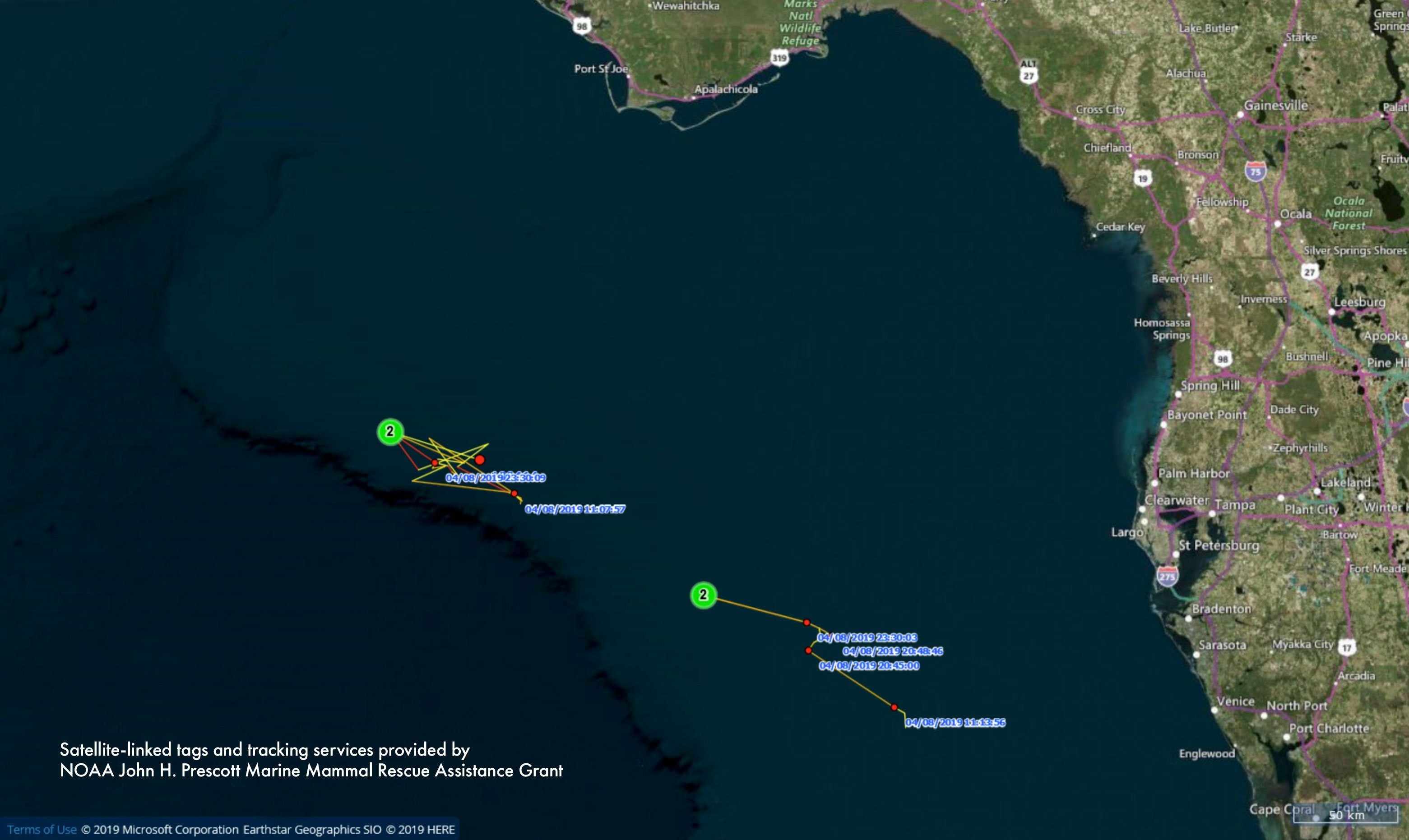 Pilot whale tracking update