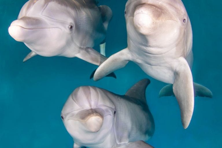 clearwater marine aquarium winter the dolphin clearwater marine aquarium winter the dolphin