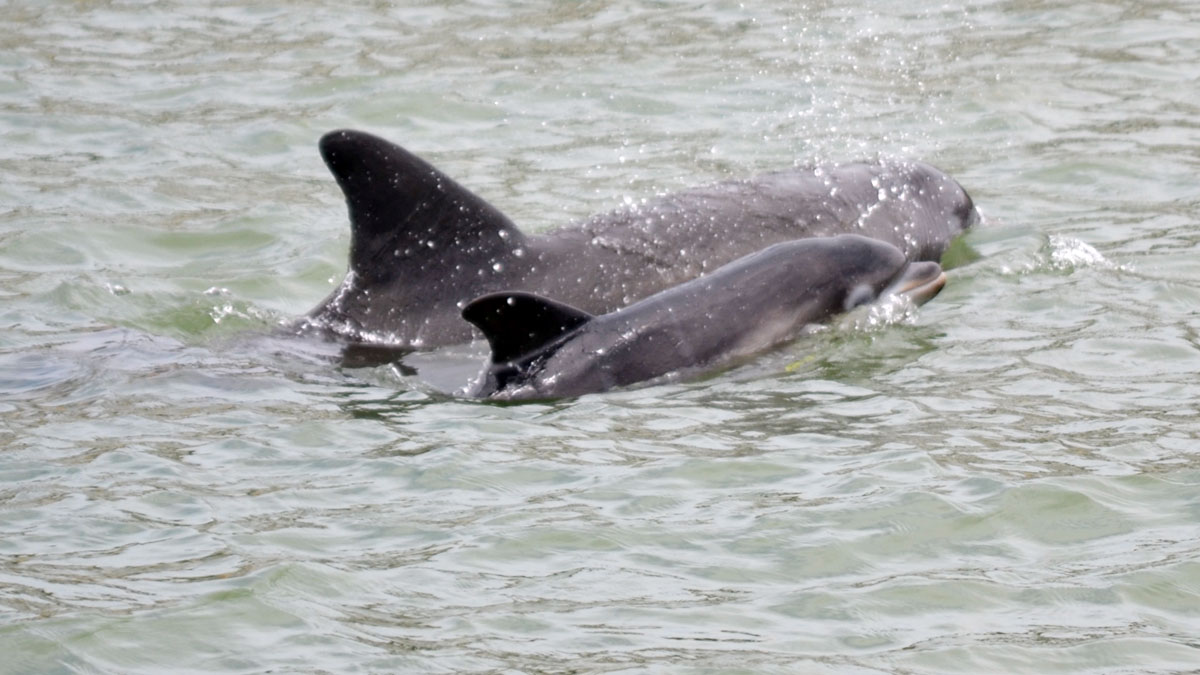 Injured Dolphin Named Babyface Spotted With Her Own Baby Calf - Clearwater  Marine Aquarium