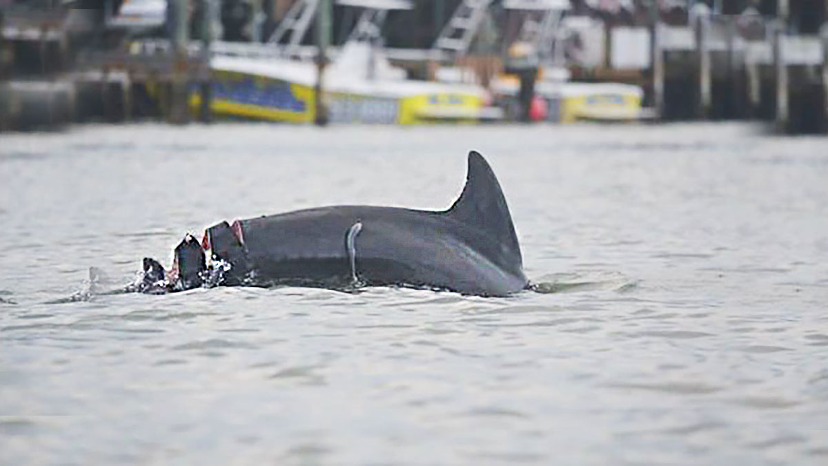 babyface dolphin lacerations