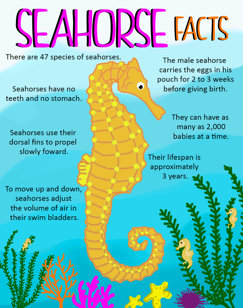 seahorse infographic