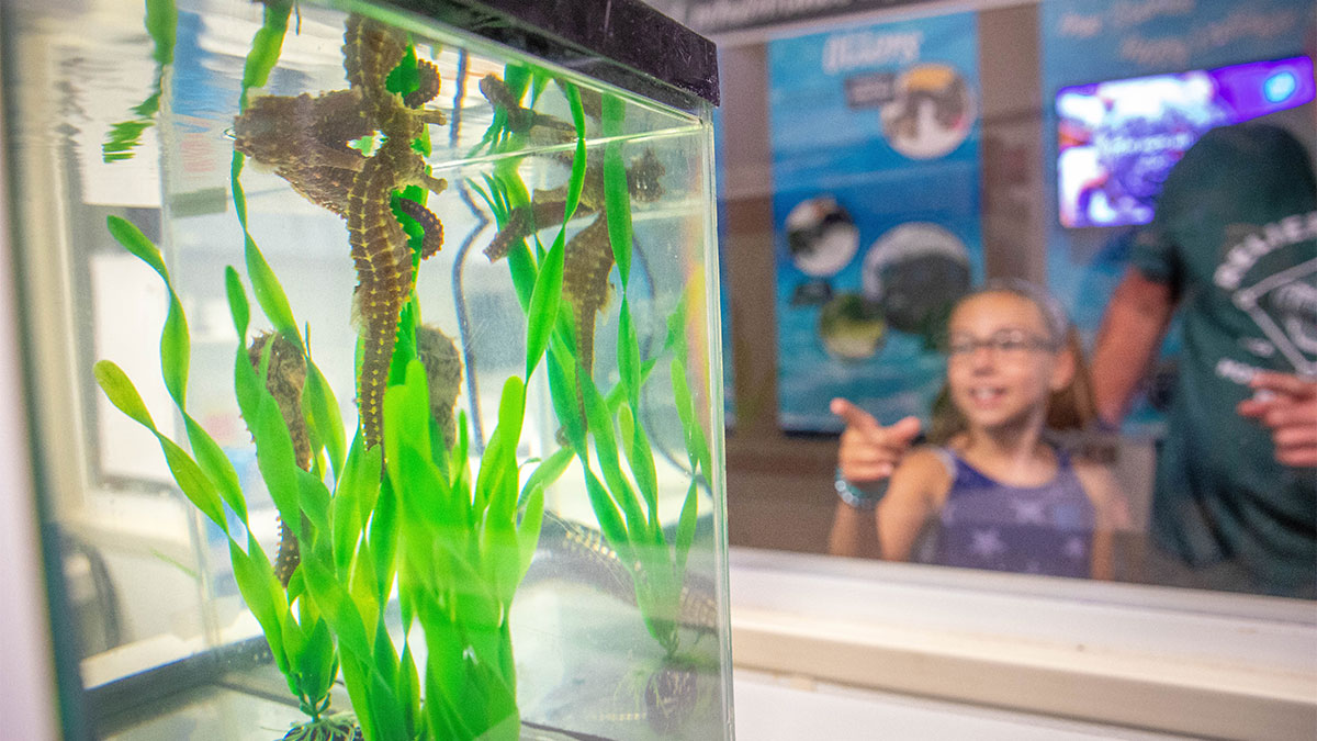 Seahorse rehabilitation