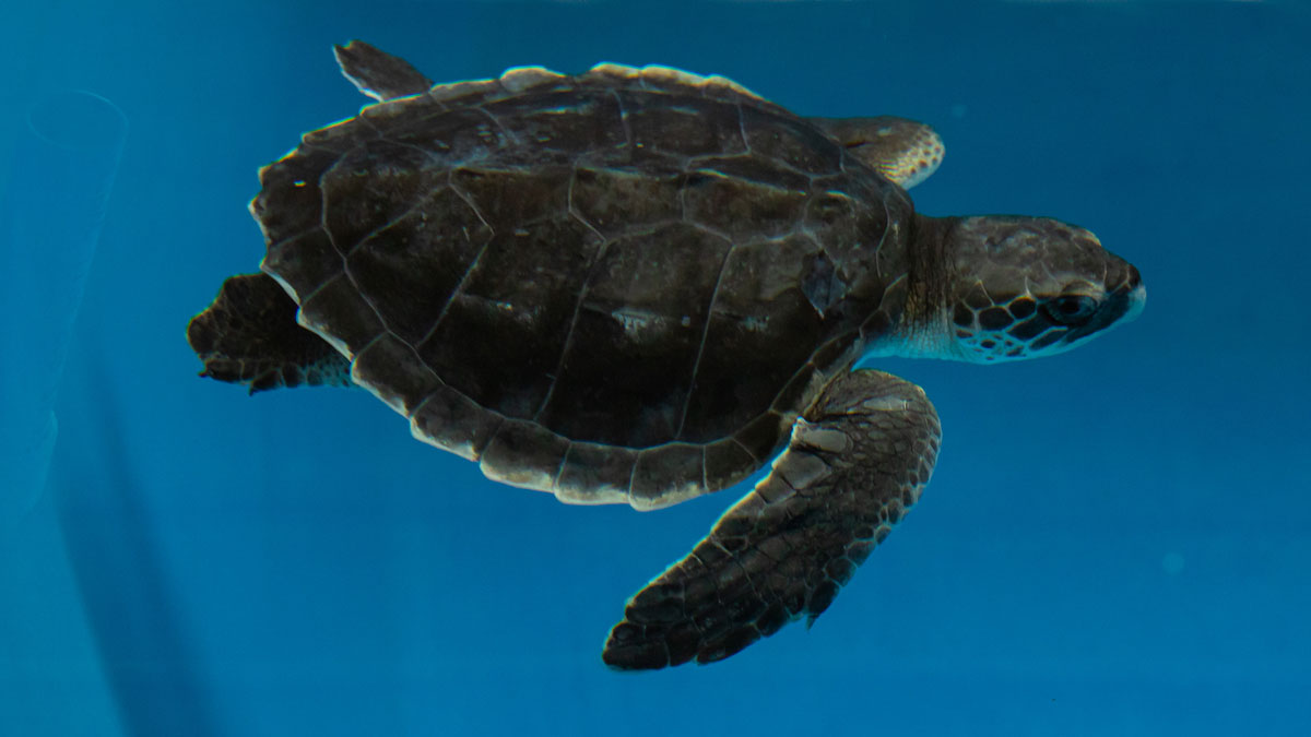 Donkey Kong sea turtle rehab