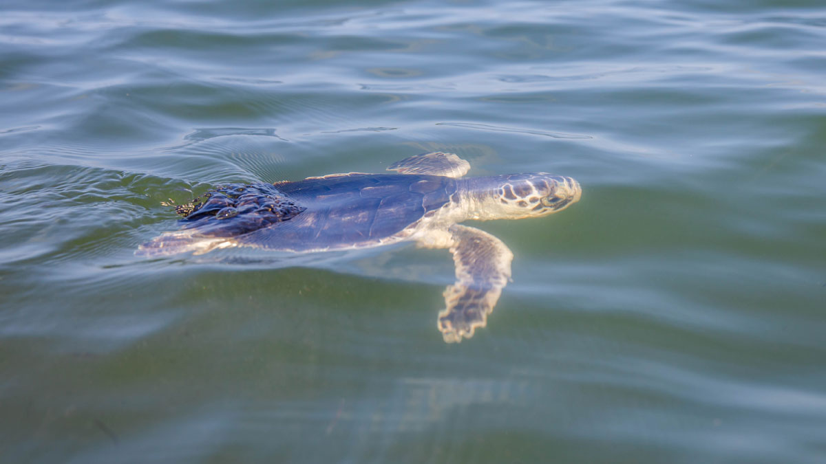 Donkey Kong sea turtle release