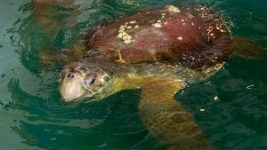 bowser loggerhead sea turtle