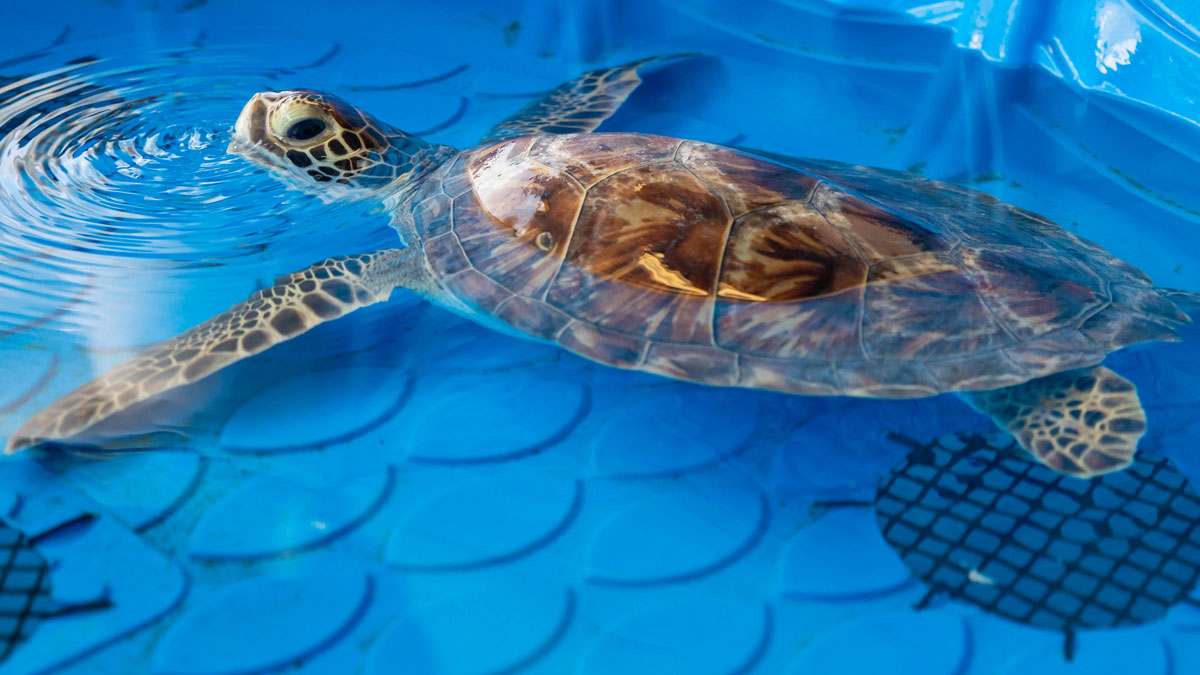 Kerplunk green sea turtle in rehab pool