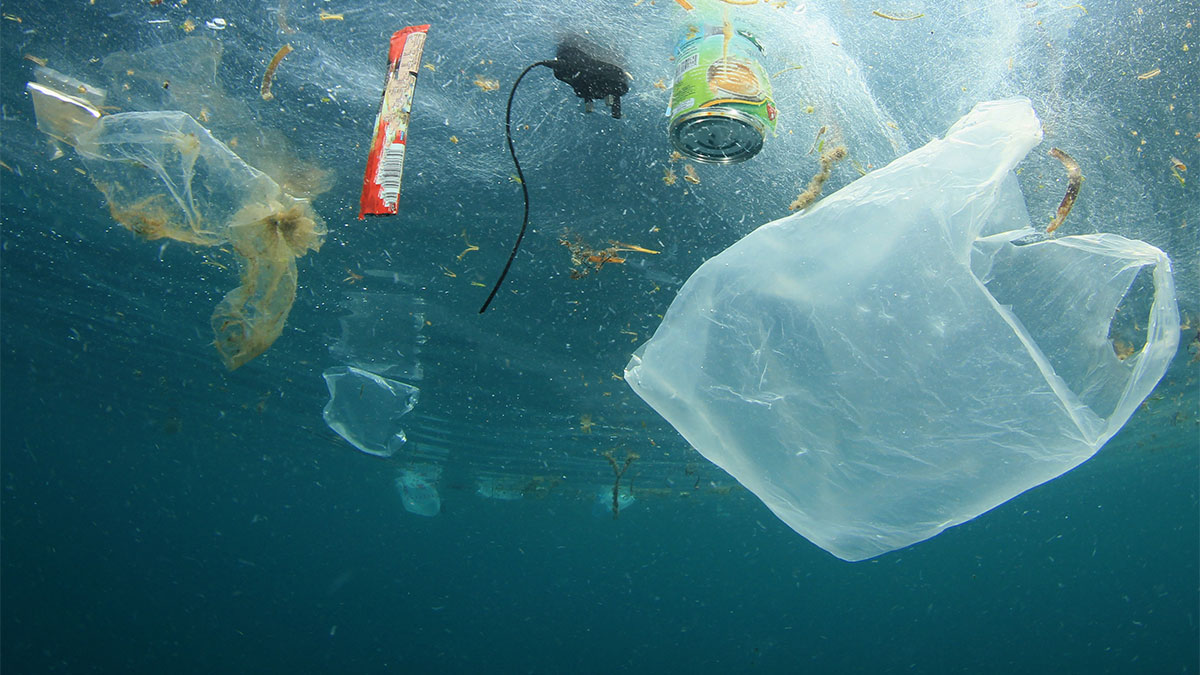 Help Reduce Ocean Debris Clearwater Marine Aquarium help reduce ocean debris clearwater marine aquarium
