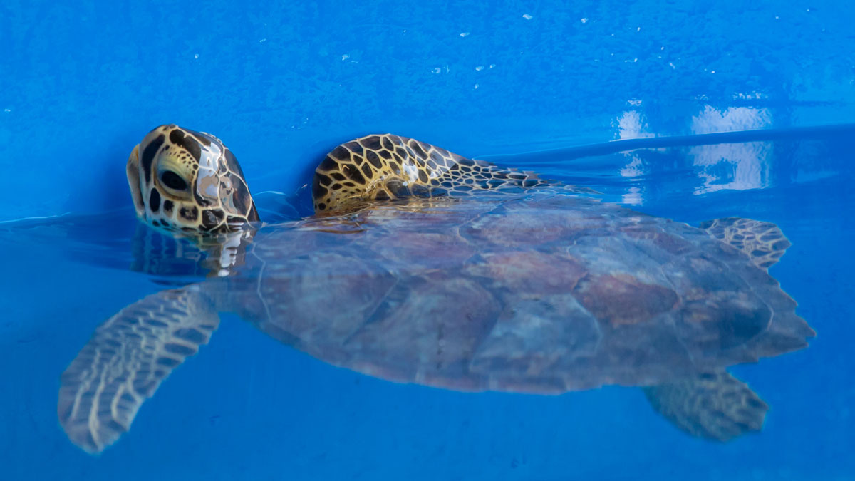 yarra sea turtle