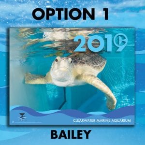 2019 calendar cover bailey
