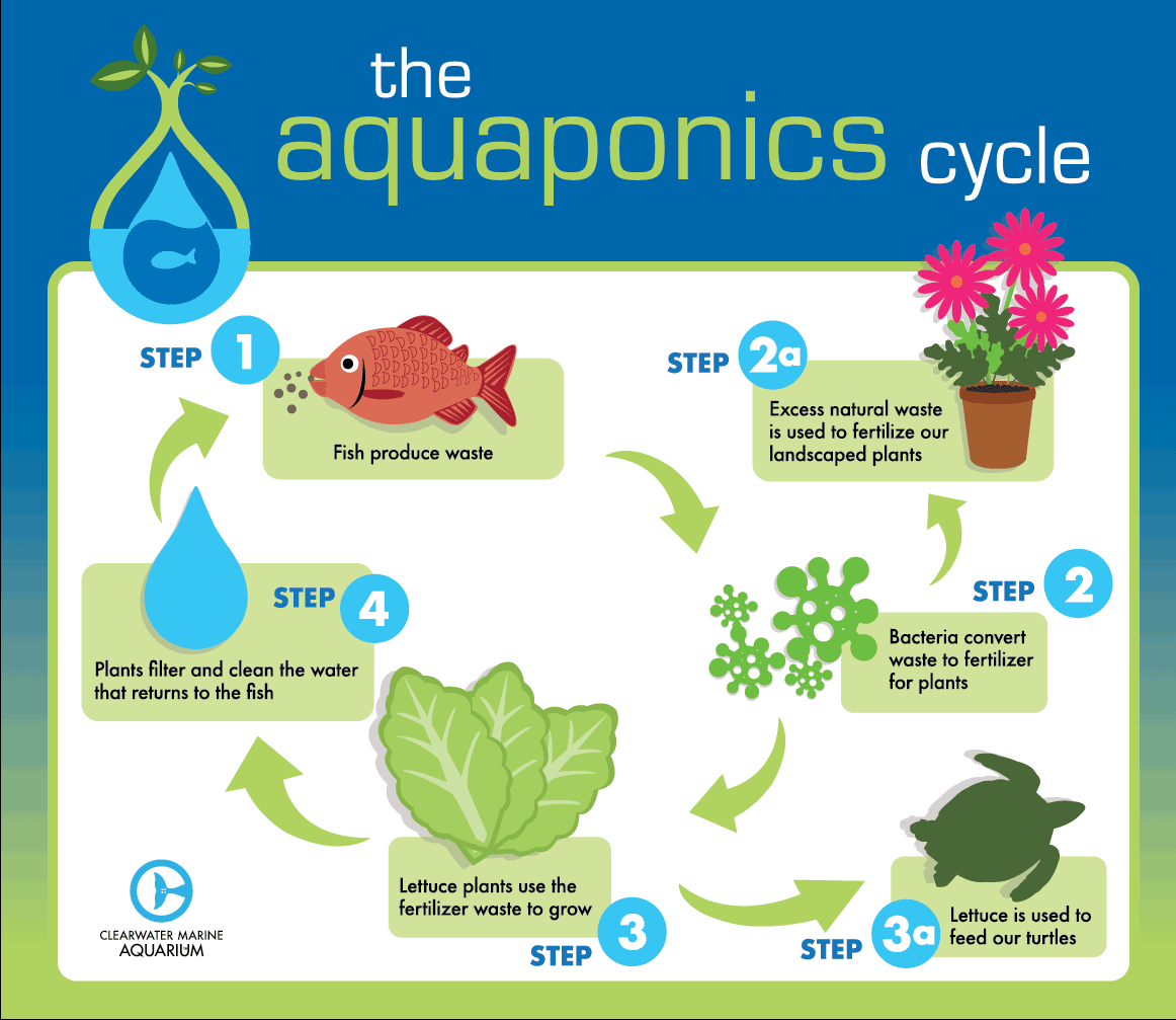 Aquaponics cycle