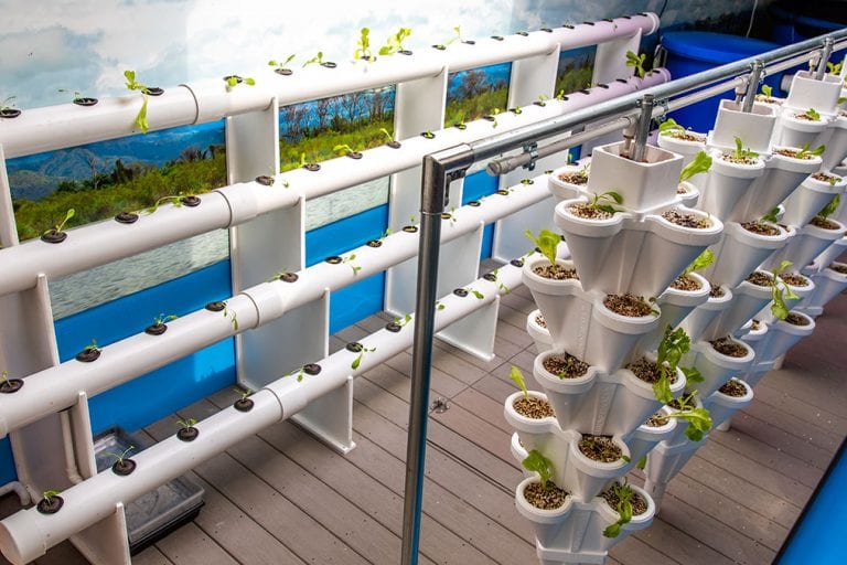 aquaponics plants