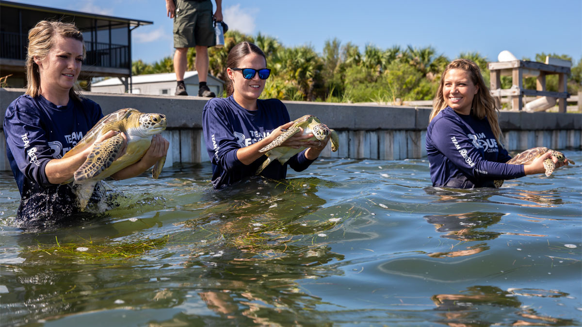 triple sea turtle release