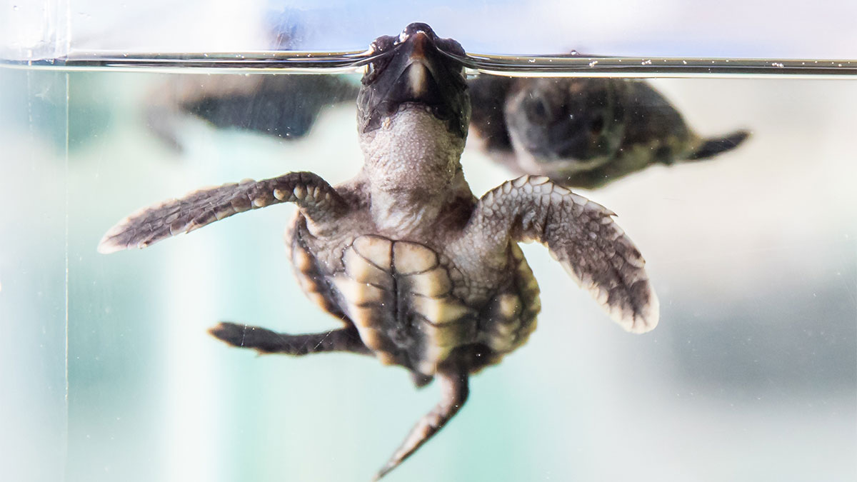 baby sea turtle hatchling