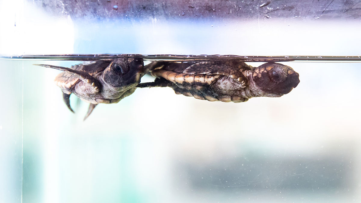 baby sea turtle hatchling