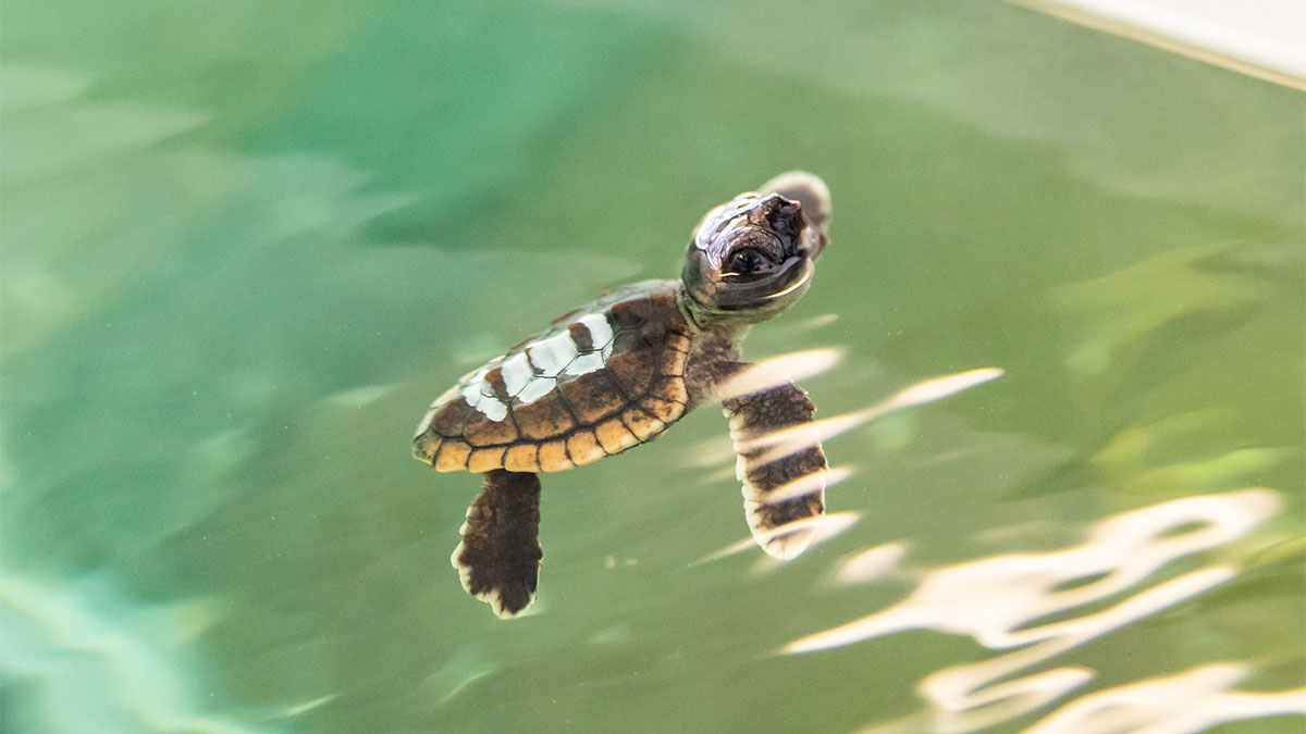 baby sea turtle hatchling