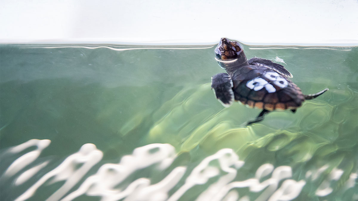 baby sea turtle hatchling