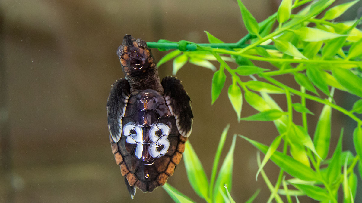 baby sea turtle hatchling