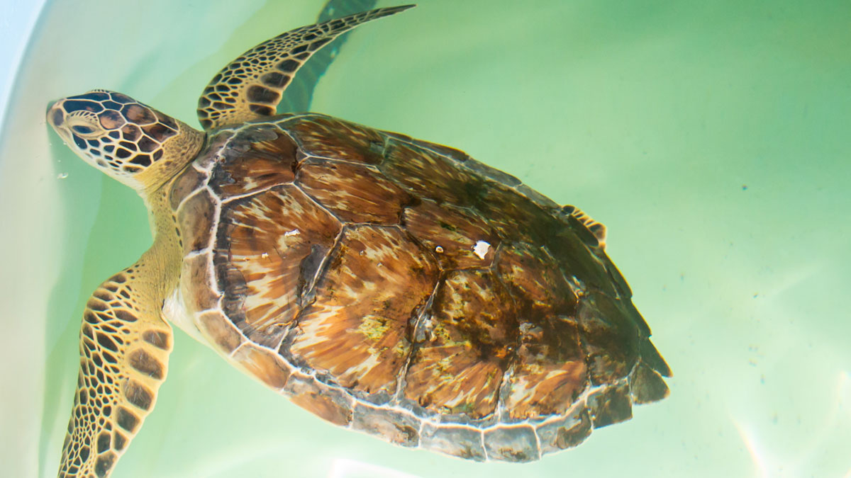 swiss sea turtle
