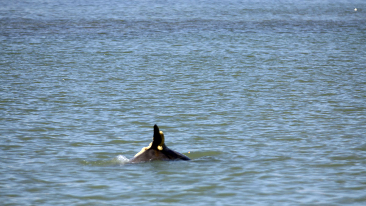 Dolphin carrying sea snail egg casing.