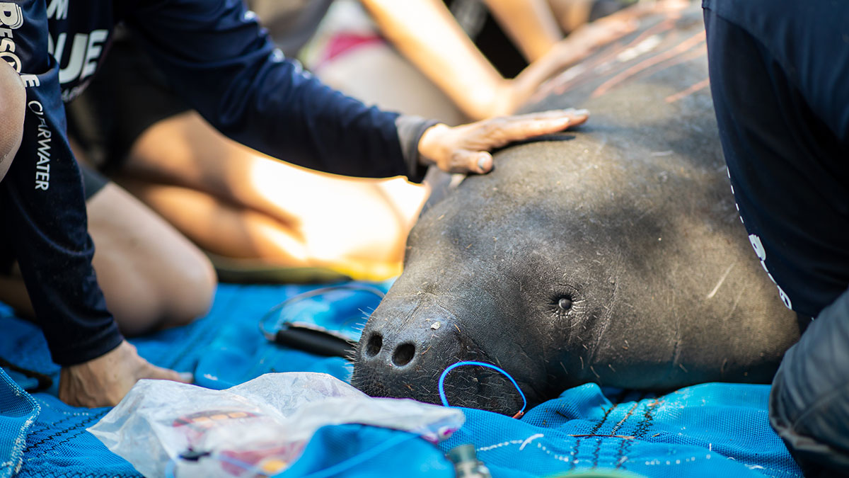 manatee rescue