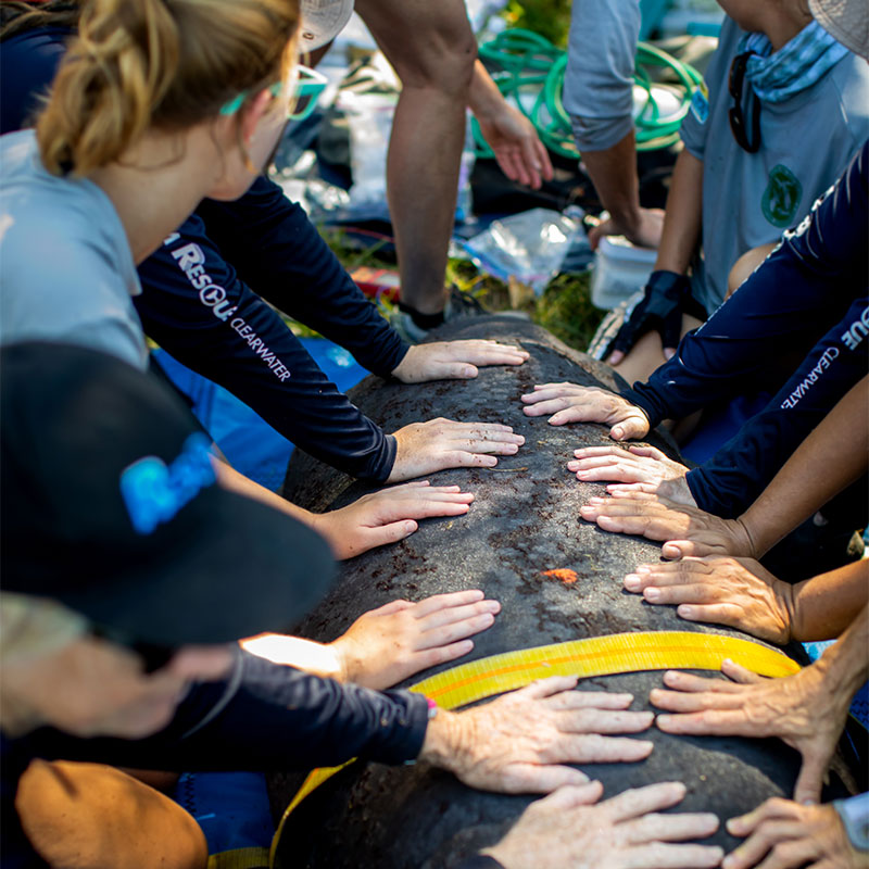 manatee rescuers