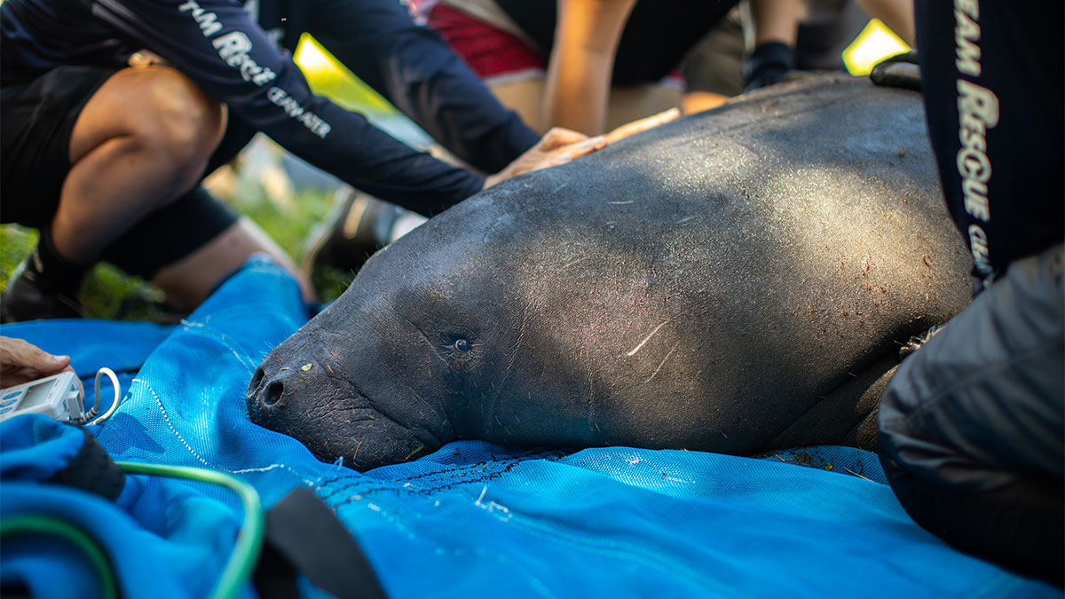 manatee rescue