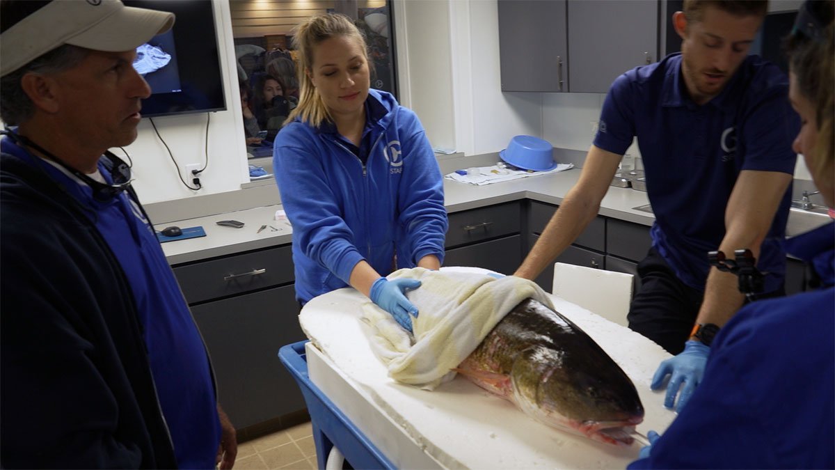 red drum fish exam