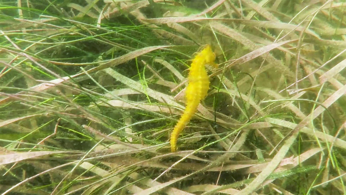 ruffles seahorse in seagrass